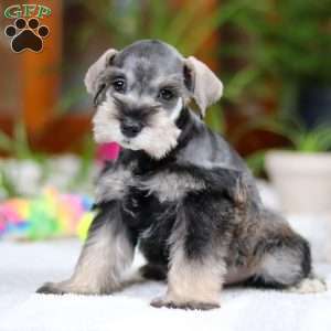 Griffin, Miniature Schnauzer Puppy